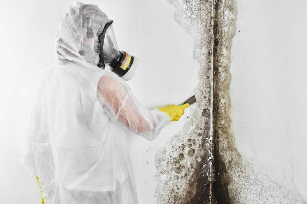 Home Mold Removal in Clarksville, VA