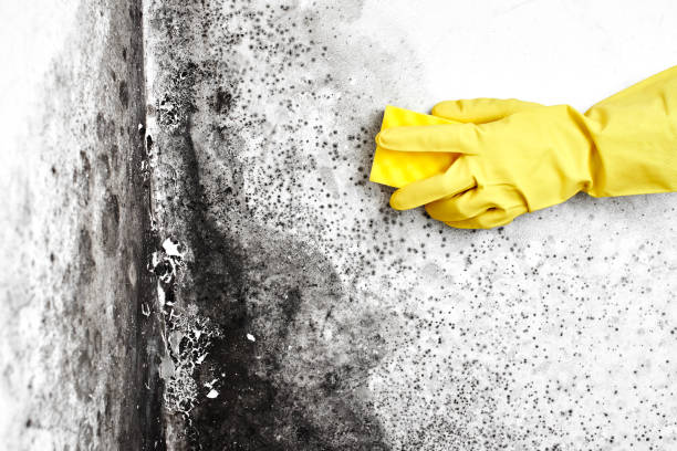 Best Best Mold Removal Companies  in Clarksville, VA