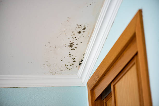 Best Same-Day Mold Removal  in Clarksville, VA