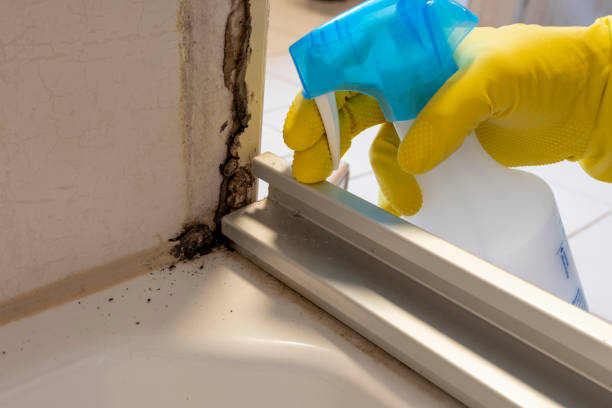 Best Home Mold Removal  in Clarksville, VA