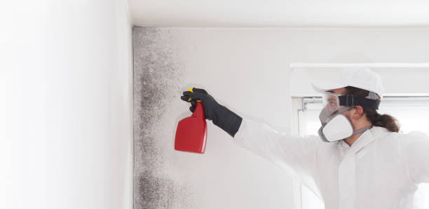Attic Mold Removal in Clarksville, VA