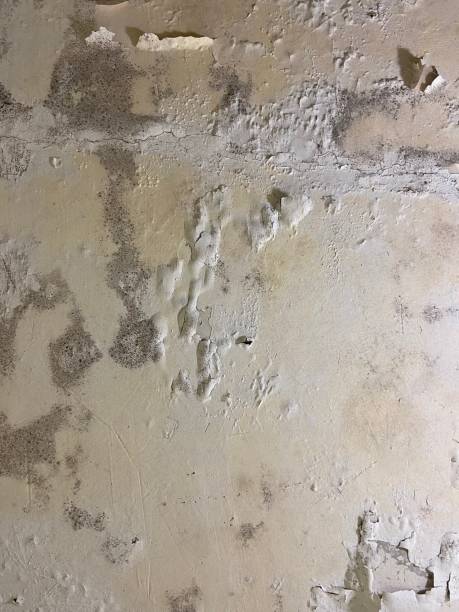Best Toxic Mold Removal  in Clarksville, VA