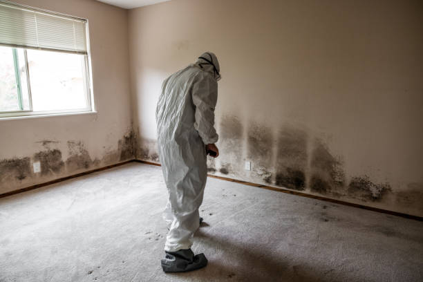 Best Affordable Mold Removal  in Clarksville, VA
