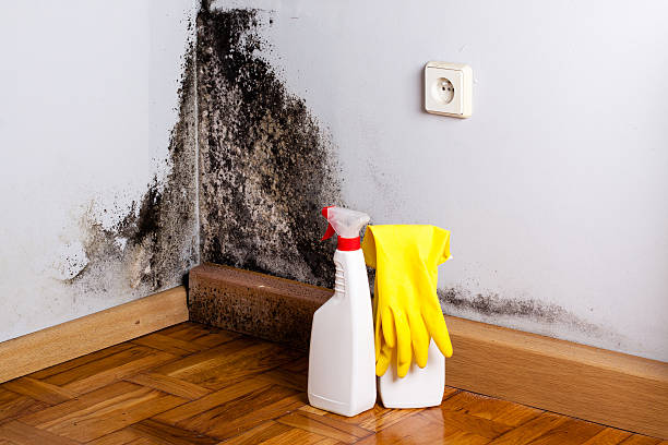 Clarksville, VA Mold Removal Pros