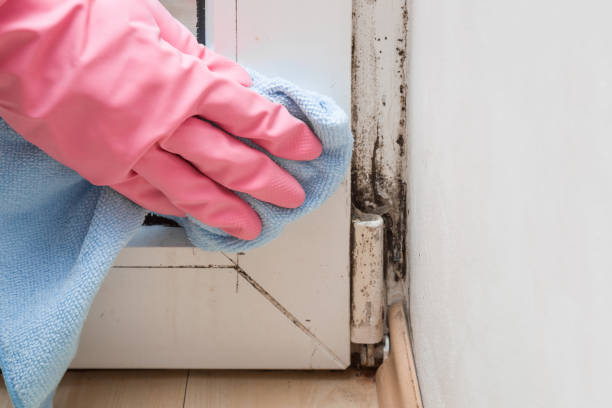 Best Mold Removal Near Me  in Clarksville, VA